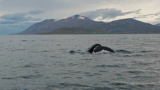 鲸鱼鲸鱼在冰岛风景的背景