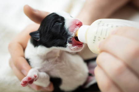 新生小狗特写喝母乳的瓶子替代品