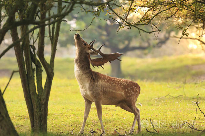 男小鹿damadama觅食期间sunsrise