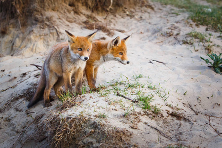 红狐猴和幼崽在自然栖息地