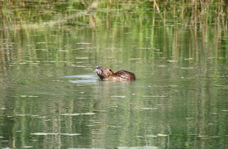 欧洲水獭