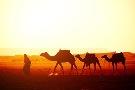 摩洛哥撒哈拉沙漠中的骆驼商队