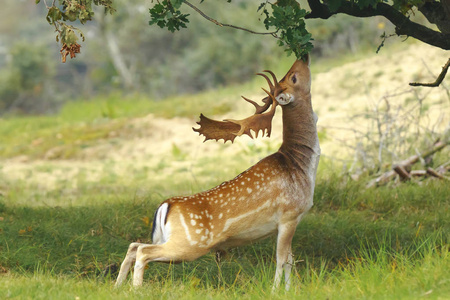 大鹿巴克与大鹿角走在一片森林照片