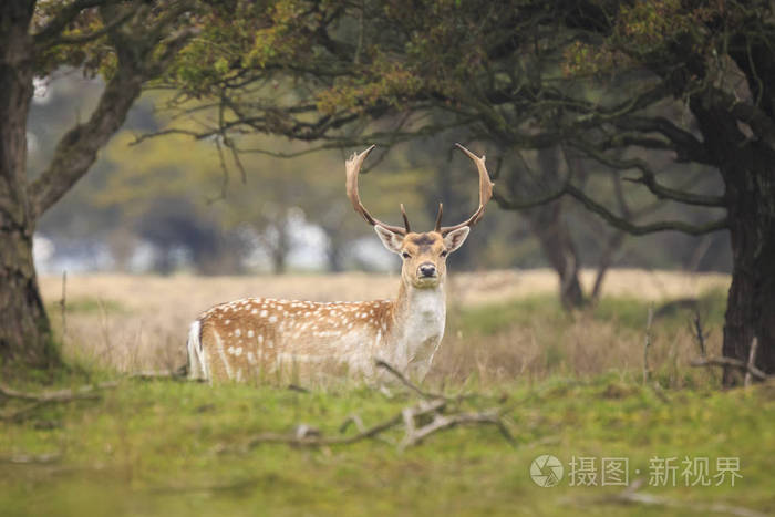 与大鹿角自豪地走在gre大休闲地鹿鹿