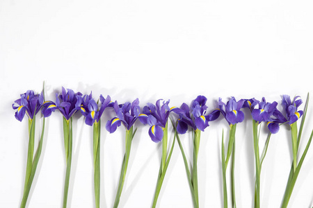 紫鸢 xiphium 球茎鸢尾花, 西伯利亚鸢尾 在白色背景与空间为文本。顶部视图, 平躺。节日贺卡情人节, 妇女节, 母亲
