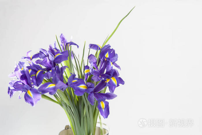 节日贺卡情人节, 妇女节, 母亲节, 复活节紫罗兰鸢 xiphium 在花瓶里