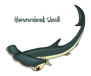 海洋生物锤头鲨刻在旧素描, 老式风格的手画.