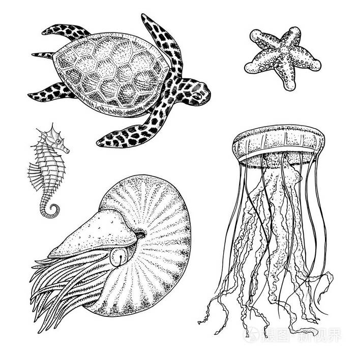 海洋生物cheloniidae 或绿海龟和海马 鹦鹉螺pompilius 水母和海星或软体动物 刻在旧素描 老式风格的手插画 正版商用图片10z5eu 摄图新视界 海洋生物cheloniidae 或绿海龟和海马 鹦鹉螺pompilius 水母和海星或软体动物 刻在旧素描 老式风格的手插画 正版商用图片10z5eu 摄图新视界