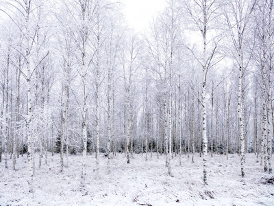 白桦树被新雪和霜冻覆盖