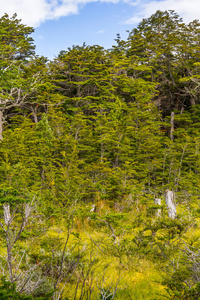海岸小道上的森林, 火地岛国家公园