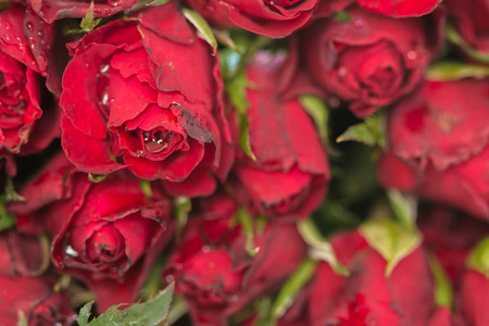 天然红玫瑰背景。作为情人节的背景, 婚礼的日子, 象征着瓦伦丁节