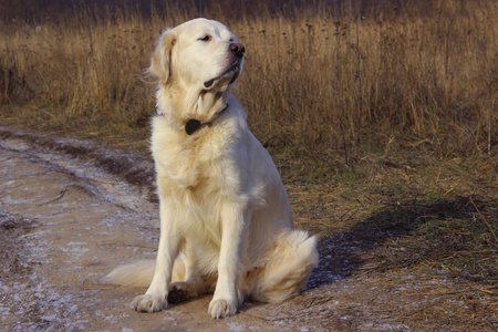 金毛猎犬坐在户外。 户外的狗。 狗坐在路上等主人。