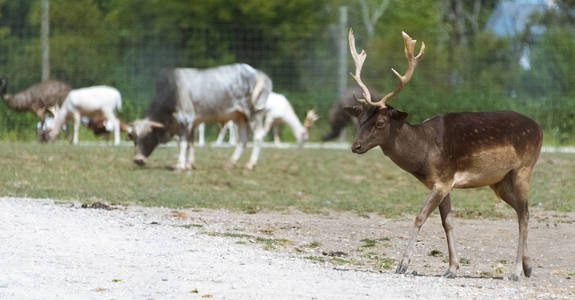 小欧洲鹿在国家狩猎农场图片