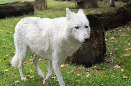白狼图图片大全