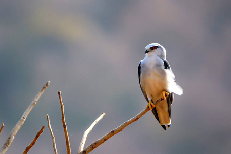 黑翅风筝或 Elanus caeruleus