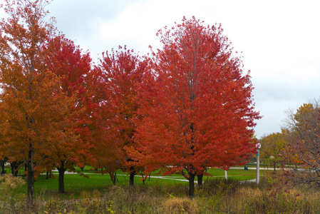 秋天公园里有红叶的树