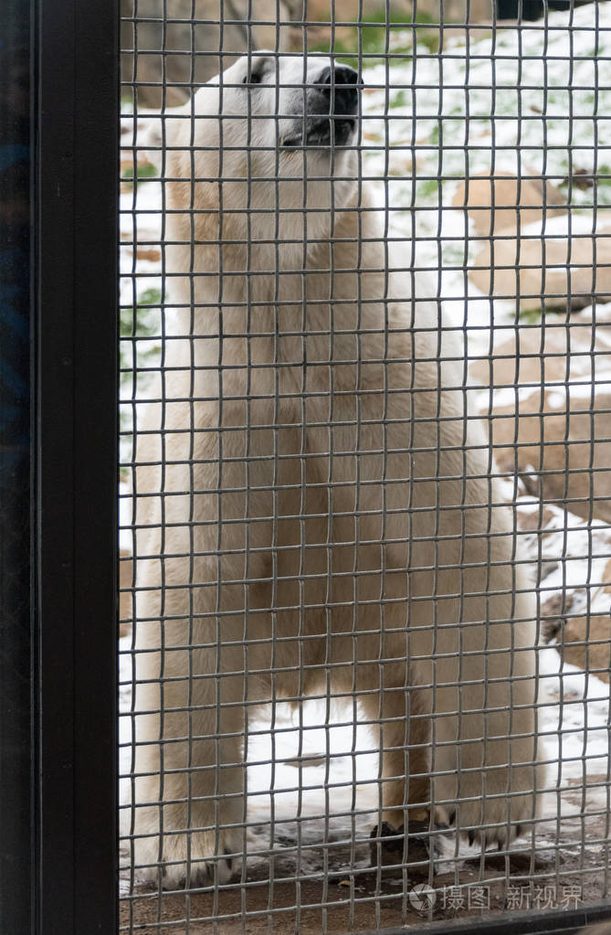 篱笆后面的大白北极熊