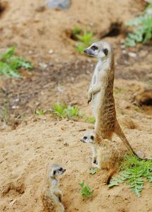 看着小野生 suricate 猫鼬