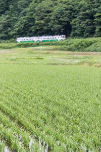 福岛县夏季稻田和塔达米铁路线。