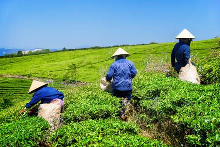 工人在摘帽子上鲜亮的绿茶叶子图片