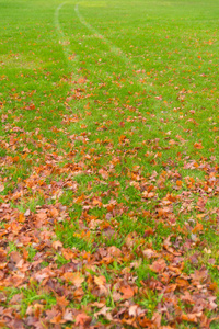 在秋天的公园里, 地面上的干叶