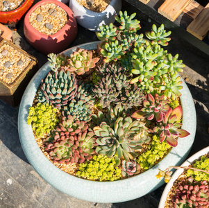  cactus succulents in a planter