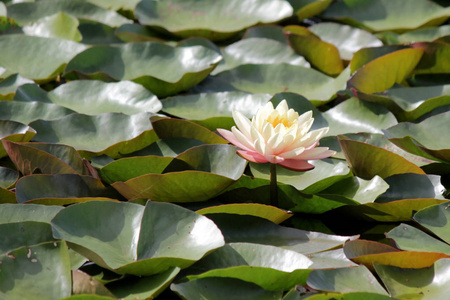 白睡莲的池塘图片