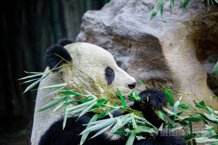 大熊猫特写。熊猫吃竹笋