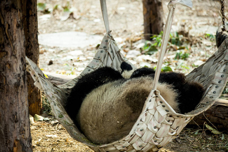 一只大熊猫睡在动物园的吊床上。中国