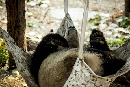 一只大熊猫睡在动物园的吊床上。中国