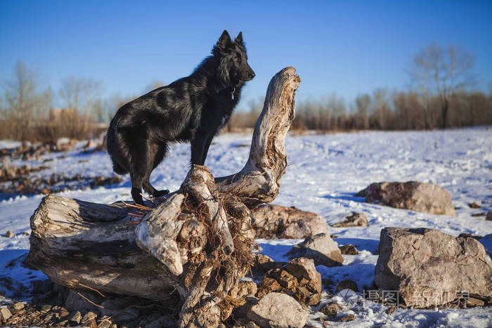 冬季冰雪森林中的比利时牧羊犬