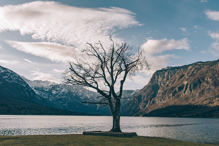 一棵树覆盖着美丽的风景。 斯洛文尼亚湖流血。 孤独的概念。