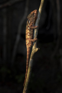 s Chameleon  Furcifer oustaleti, Kirindi forest, Madagascar