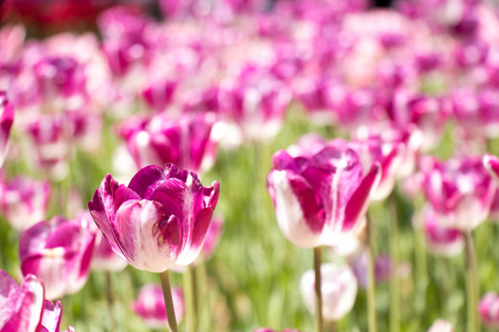 花园背景下盛开的郁金香花的紫罗兰色和白色