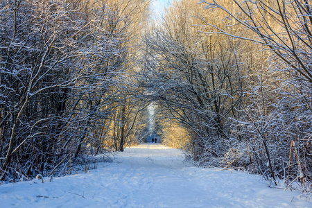 冬季霜冻，阳光明媚，风景优美，格契纳邻里，冬季公园，2018年。