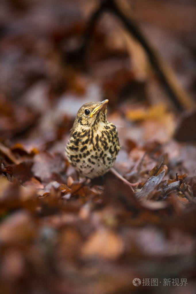 图尔杜斯菲洛米洛斯它遍布整个欧洲捷克人的野性树叶