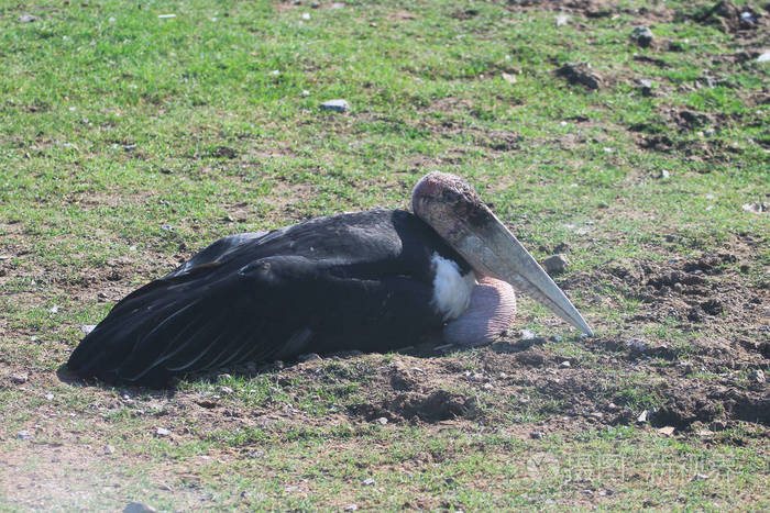 maraboustork 在野外狩猎