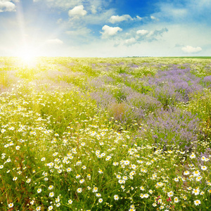 蓝天上有雏菊和阳光的田野