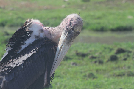 关闭 maraboustork 在野外狩猎