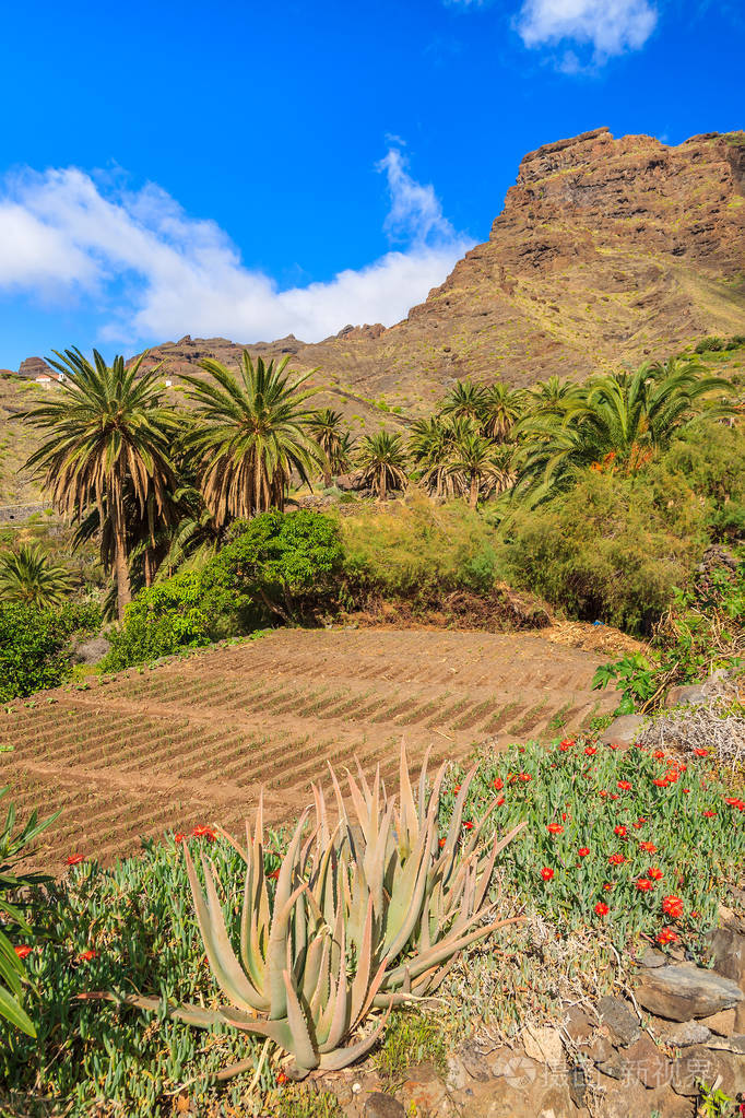 塔古卢切山村拉戈梅拉岛热带景观西班牙加那利岛