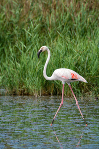 国家公园的大粉红火烈鸟鸟群卡马尔格, 弗兰