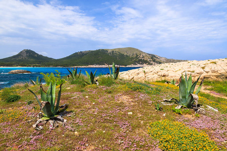 马略卡岛北东海岸春季季节的热带植物