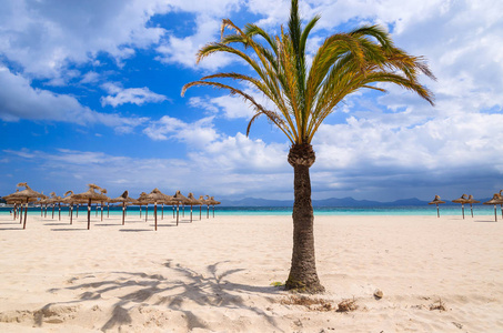 棕榈树沙质阿尔库迪亚海滩马里亚卡岛西班牙