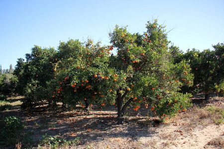 s time to harvest 