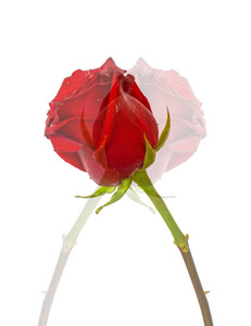 红色玫瑰在隔绝的背景颜色没有背景, 明亮多汁的玫瑰色