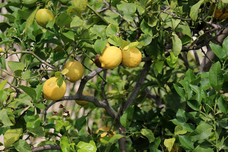 s time to harvest 