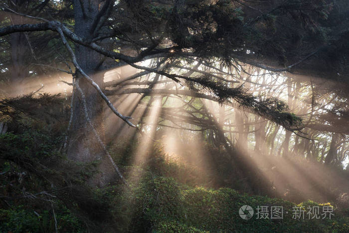 美丽的自然景观，阳光穿过森林树木，创造了一个神奇的超现实时刻。 在洛杉矶推东洗西雅图美国。