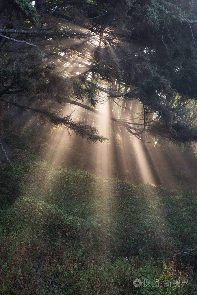 美丽的自然景观阳光穿过森林树木创造了一个神奇的超现实时刻在洛杉矶