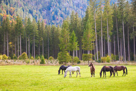 在绿色的田野，在奥地利阿尔卑斯山的马