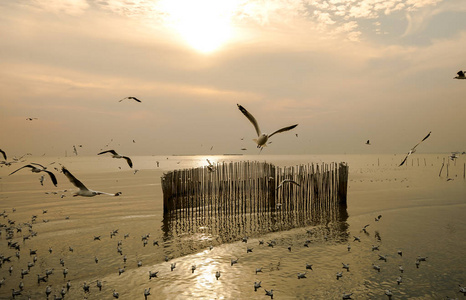 海鸥在海上飞行